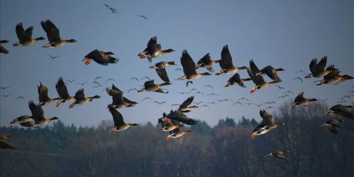 climate change, migratory birds, Sindh wetlands