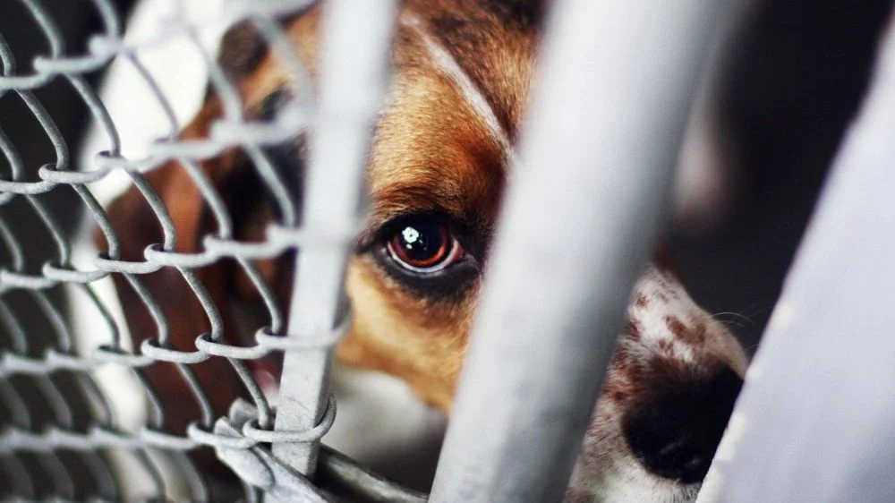 StrayDogs, AnimalWelfare, Islamabad