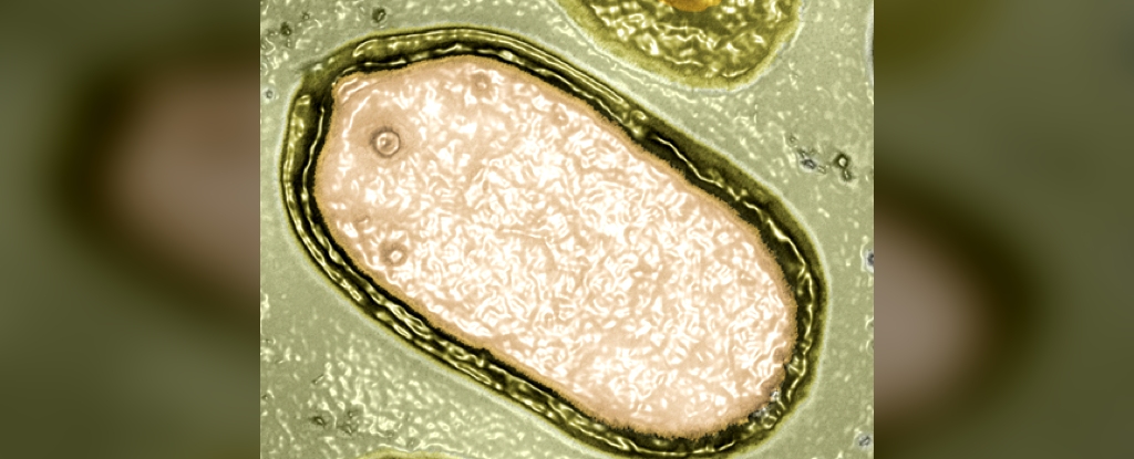 GiantVirus, OceanDiscovery, ViralEcosystem