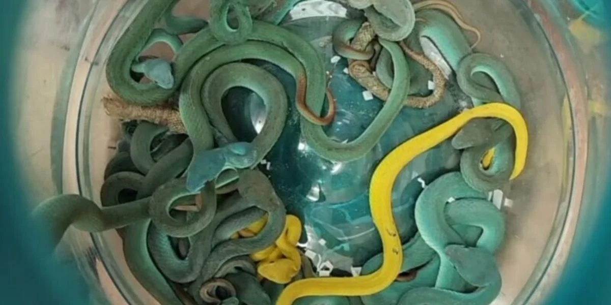 wildlife smuggling, venomous snakes, Mumbai Airport